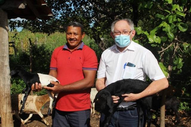 Melhoramento das raças de ovinos em Coivaras